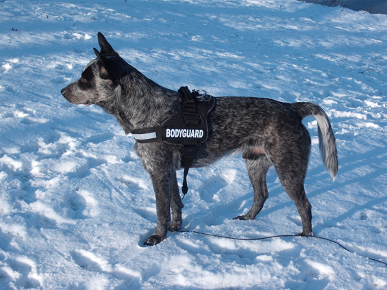 Australian Cattle Dog