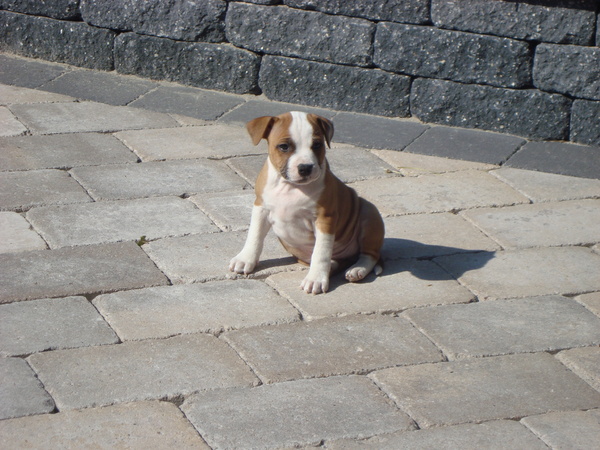 Staffordshire Bull Terrier