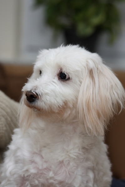 ni inde lens kijken...gin probleem