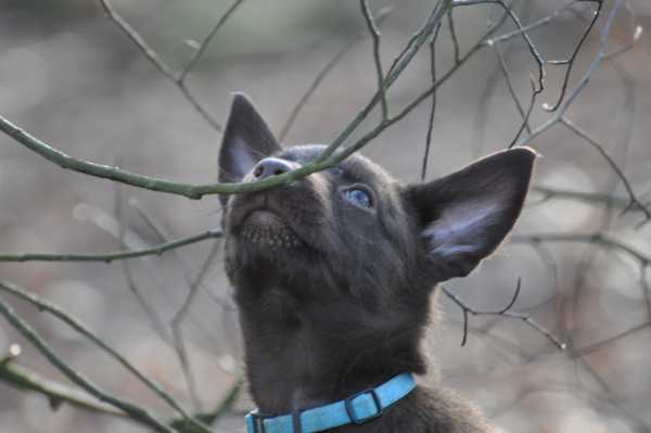 Loesje met 5 weken in het bos.
