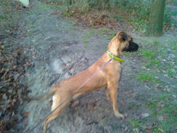 Lativa is de stoerste en gemeenste hond die er is. .