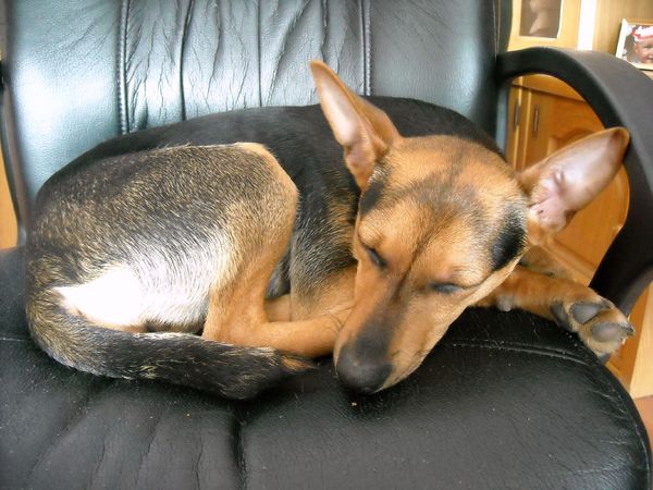 Loekie op een bereaustoel.