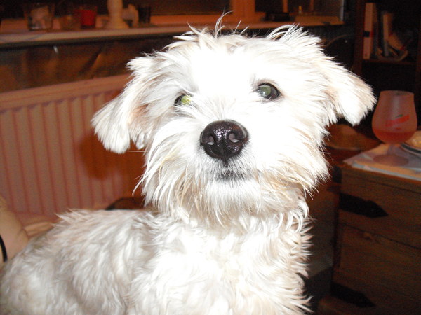 Boomer, 6mnd. Maltezer