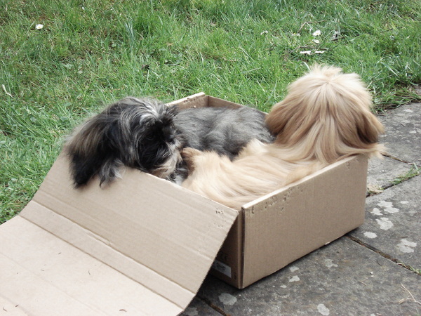 Charley en Amber luieren in doosje