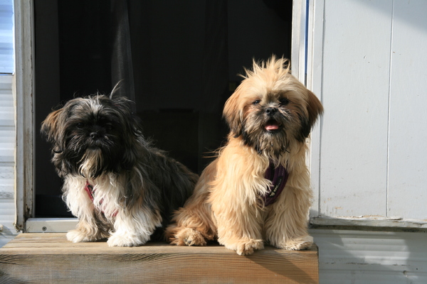 Charley en Amber in de camping