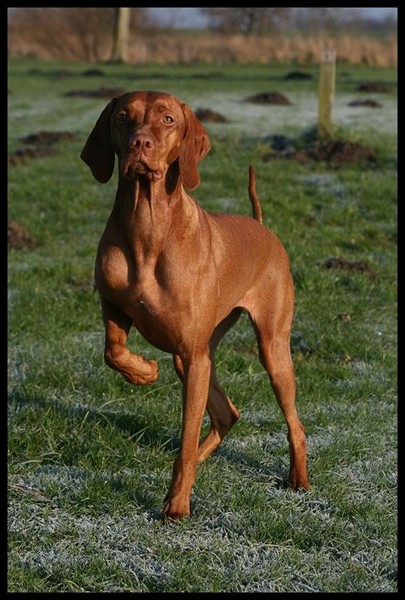 Vizsla (Hongaarse staande hond)