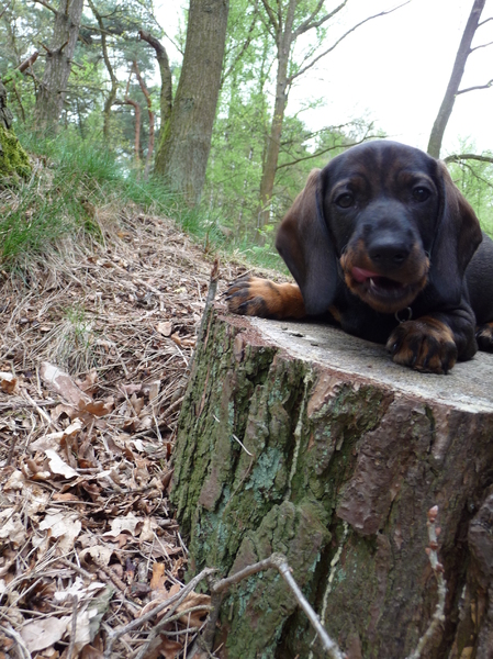 Laat een pup maar eens stilzitten op een boomstronk...