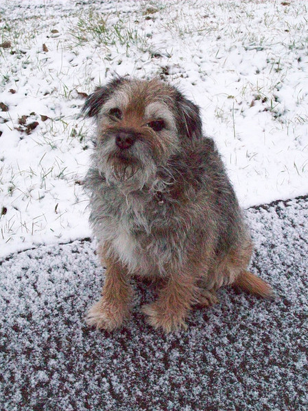 Border Terrier