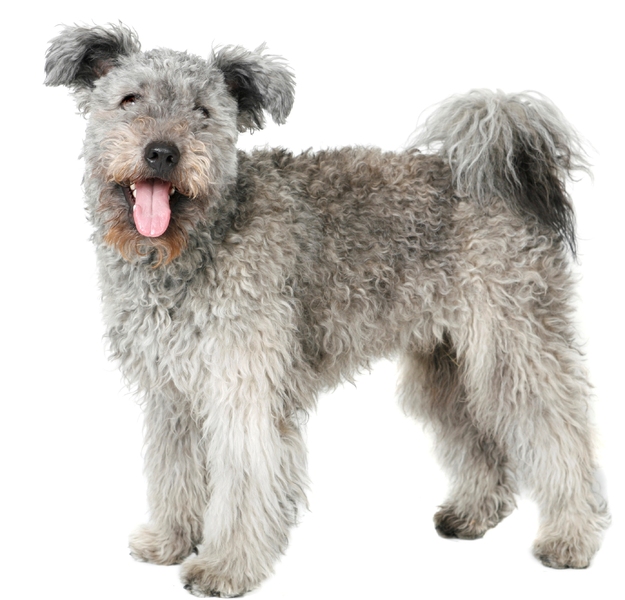 Pumi