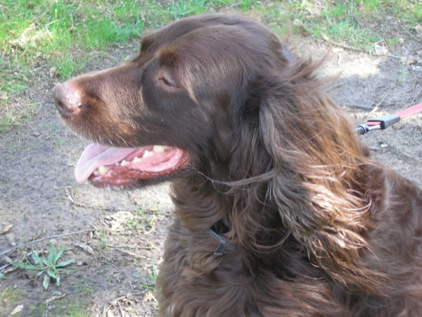 Duitse Staande Hond, Langhaar