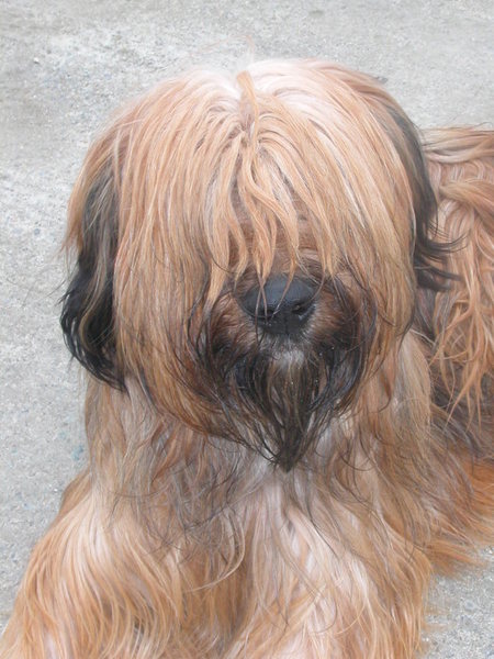 Briard