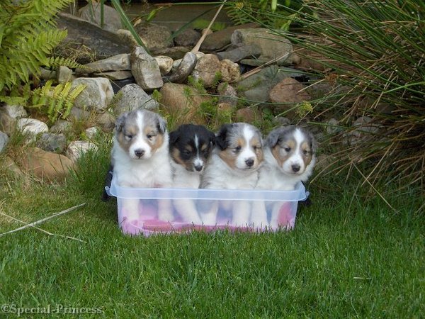 Special Princess Shelties