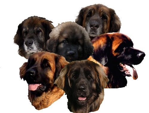 Leonberger kennel of Usquebaugh