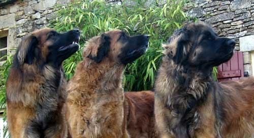 Leonberger kennel of Usquebaugh
