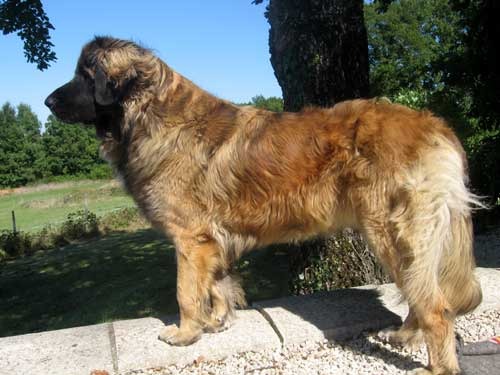 Leonberger kennel of Usquebaugh