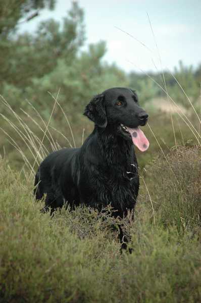 uit de Zwarte Polder