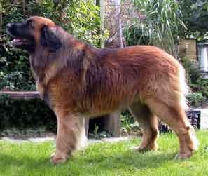 Leonberger kennel of Usquebaugh