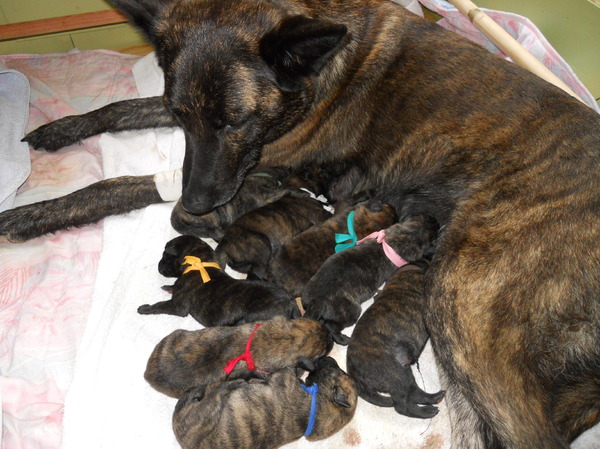 kennel met Frasnays Flair (Jaap en Brenda Pronk)