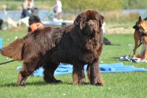 kennel Procyon l'etoile du lac
