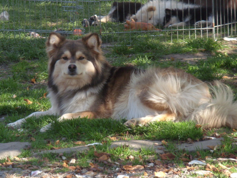 Du Jardin de Laponie