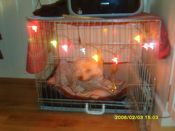 chesters kerstbenche