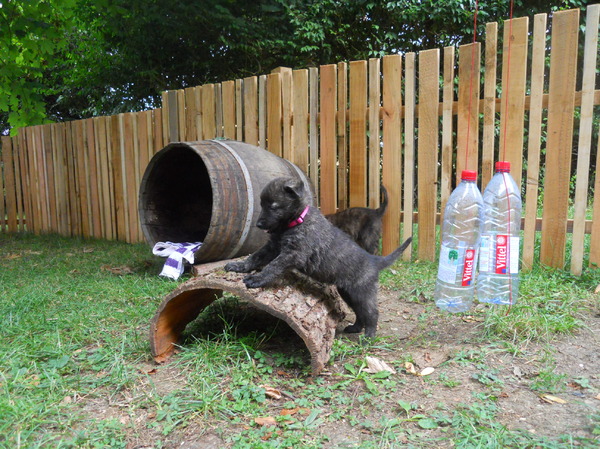 kennel met Frasnays Flair (Jaap en Brenda Pronk)
