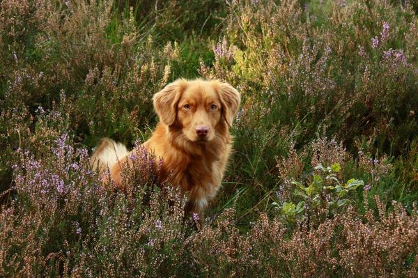 Nova Scotia Duck Tolling Retriever