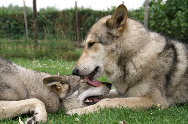 Audry Wennekers  Kennel: Villa della Lupa