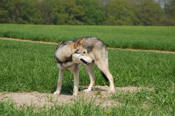 Audry Wennekers  Kennel: Villa della Lupa