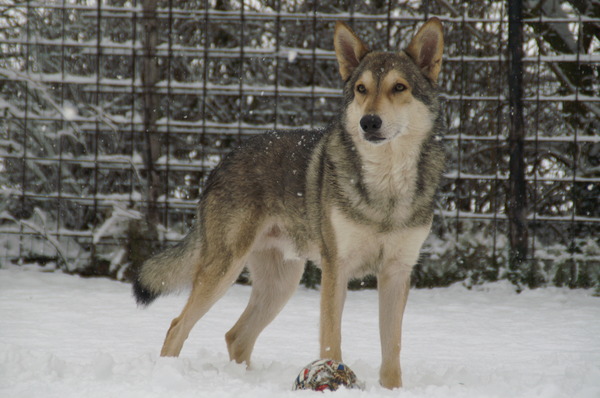 Audry Wennekers  Kennel: Villa della Lupa