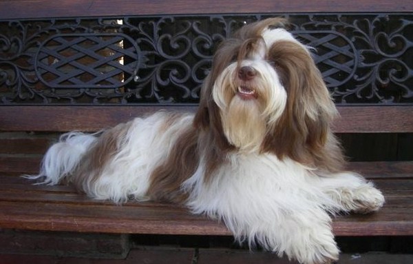 mis Amores Pequenios