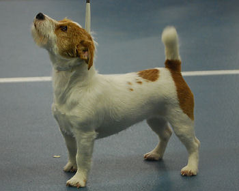 Jack Russell Terrier Kennel Van Berkeloord