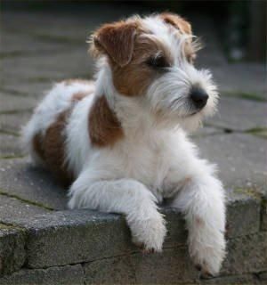 Jack Russell Terrier Kennel Van Berkeloord