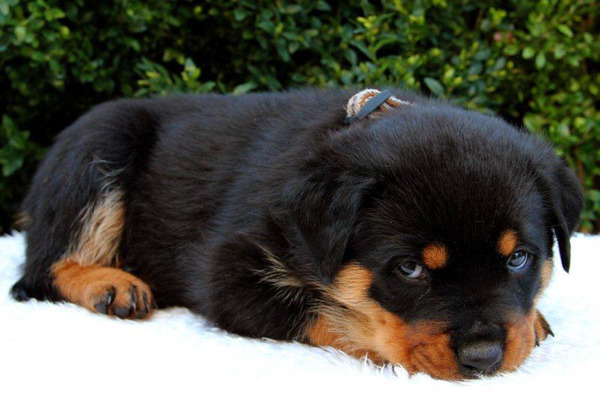 Rottweilerkennel van de Wodanahoeve