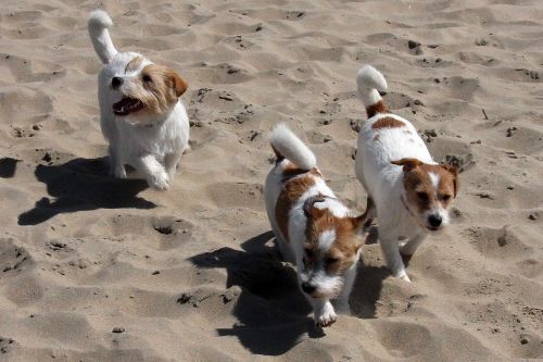 Jack Russell Terrier Kennel Van Berkeloord