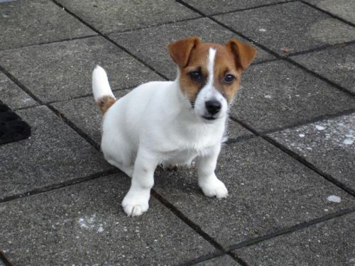 Jack Russell Terrier Kennel Van Berkeloord