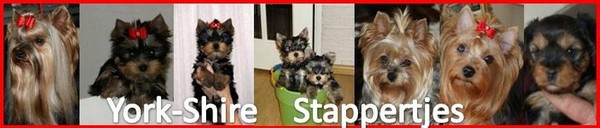 York-Shire Stappertjes