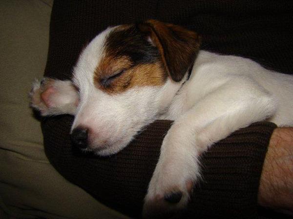 Baci, JRT kennel van 't 