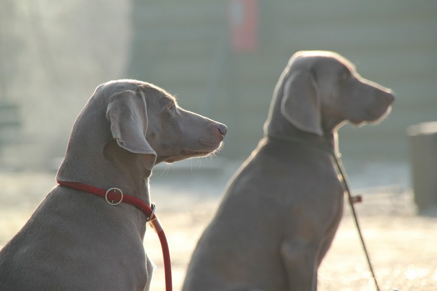 From Luna's legacy (Mona Lispet)