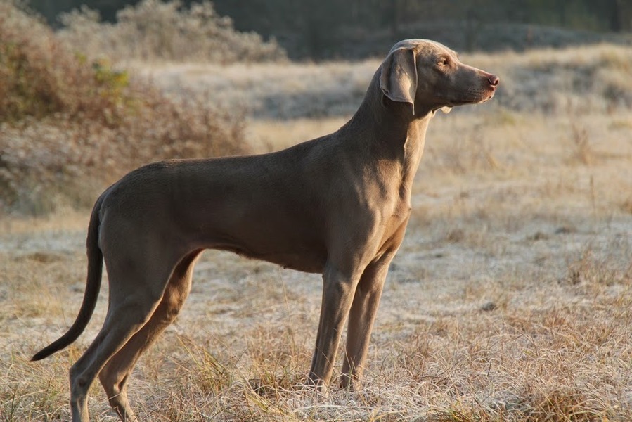 From Luna's legacy (Mona Lispet)