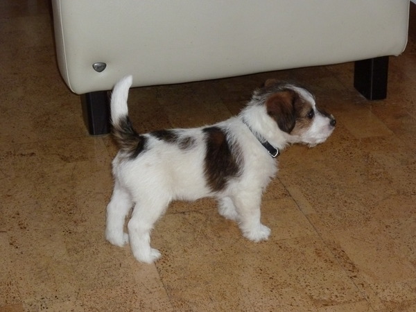 Baci, JRT kennel van 't 