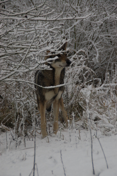 Audry Wennekers  Kennel: Villa della Lupa