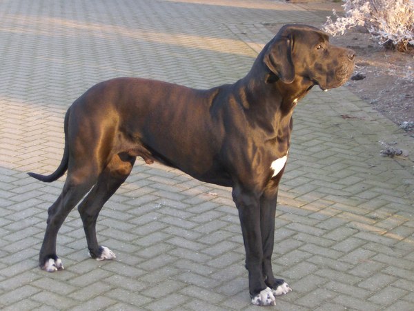 Duitse Dog