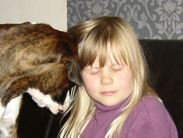 Boxers/Mechelse herders van het Twentse Ros (mechelse herder pups verwacht)