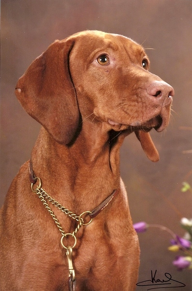 Kortharige Vizsla Kennel: Mindenki Baratja
