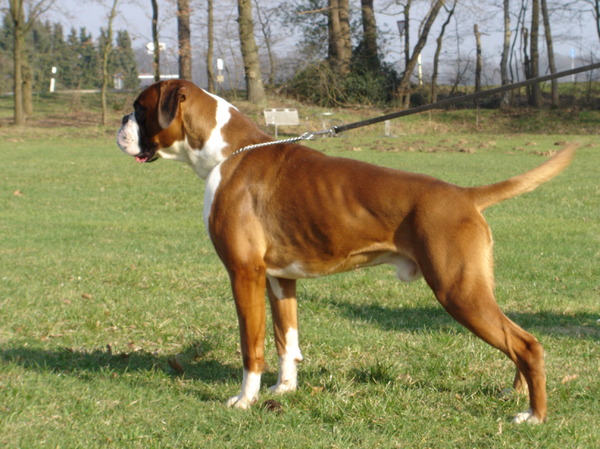 Boxers von Olympico & van het Twentse Ros 