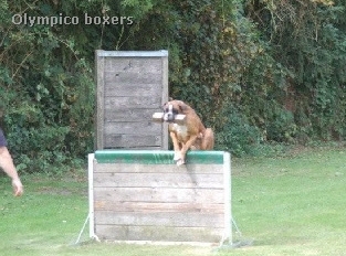 Boxers von Olympico & van het Twentse Ros 