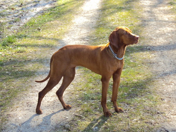 Kortharige Vizsla Kennel: Mindenki Baratja