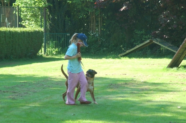 Boxers von Olympico & van het Twentse Ros 