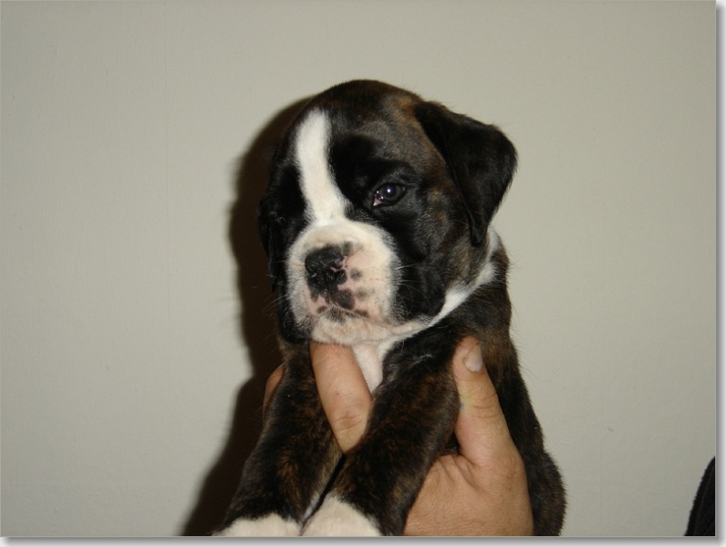 Boxers von Olympico & van het Twentse Ros 